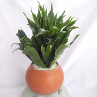 Indoor Draseena Plant